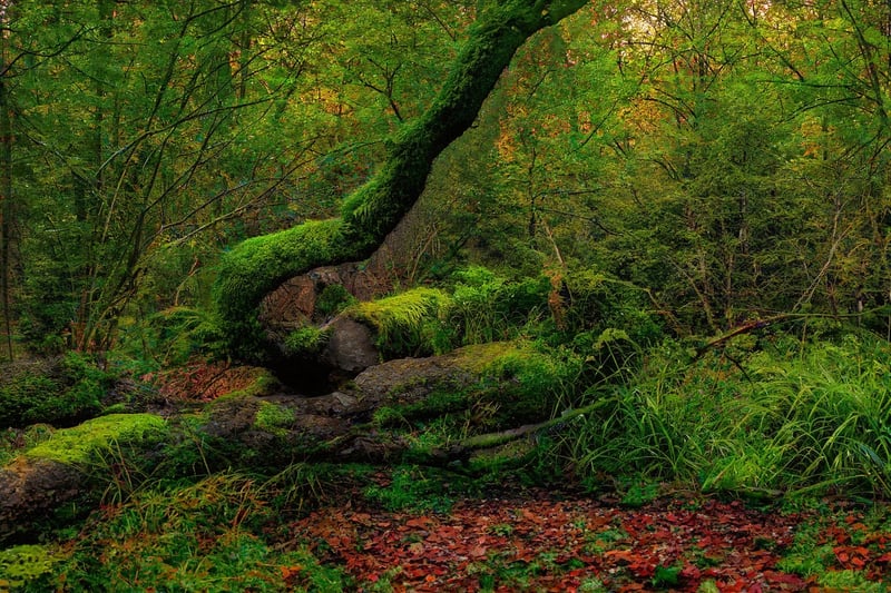 Whimsical Forest